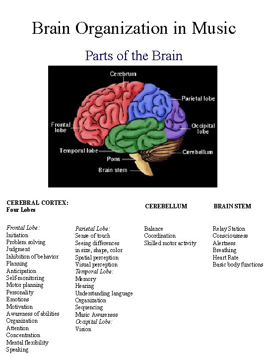Brain Organization in Music Parts of the Brain CEREBRAL CORTEX: Four Lobes Frontal Lobe: