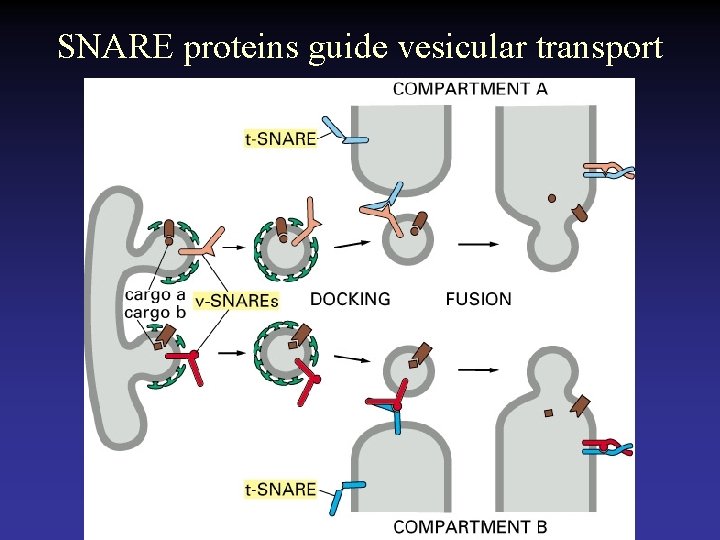 SNARE proteins guide vesicular transport 