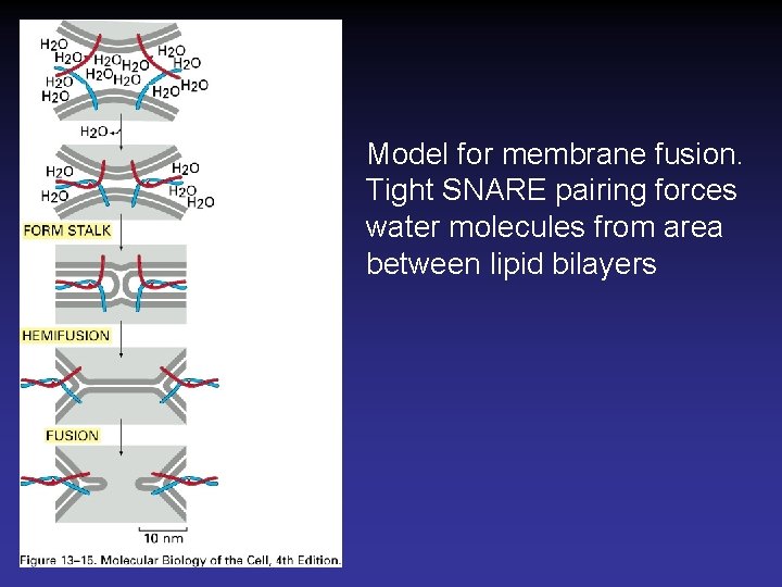 Model for membrane fusion. Tight SNARE pairing forces water molecules from area between lipid