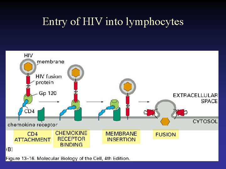 Entry of HIV into lymphocytes 