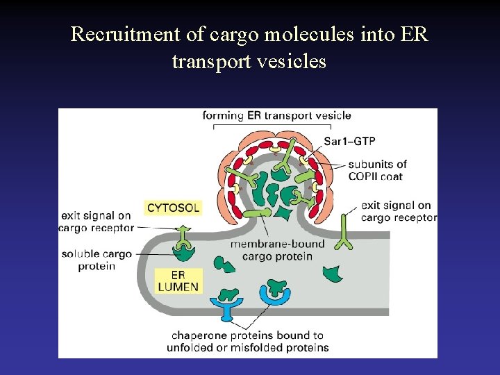Recruitment of cargo molecules into ER transport vesicles 