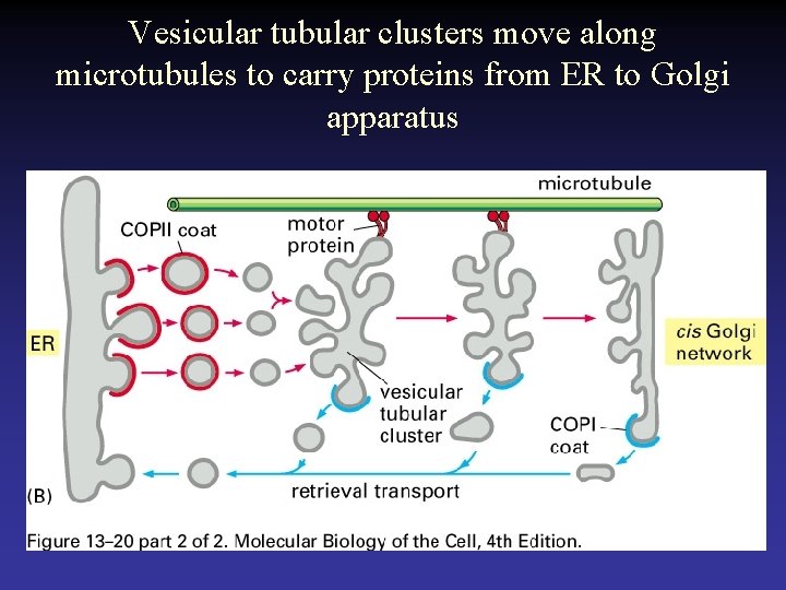 Vesicular tubular clusters move along microtubules to carry proteins from ER to Golgi apparatus