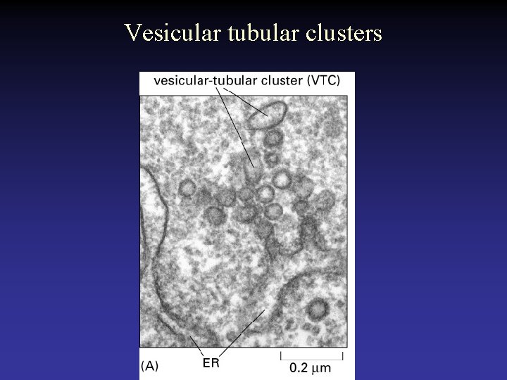 Vesicular tubular clusters 