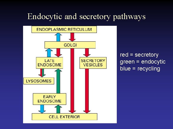 Endocytic and secretory pathways red = secretory green = endocytic blue = recycling 