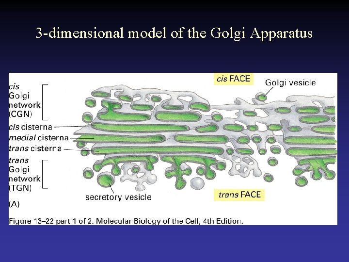3 -dimensional model of the Golgi Apparatus 