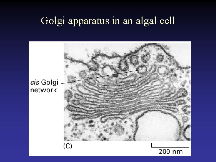 Golgi apparatus in an algal cell 