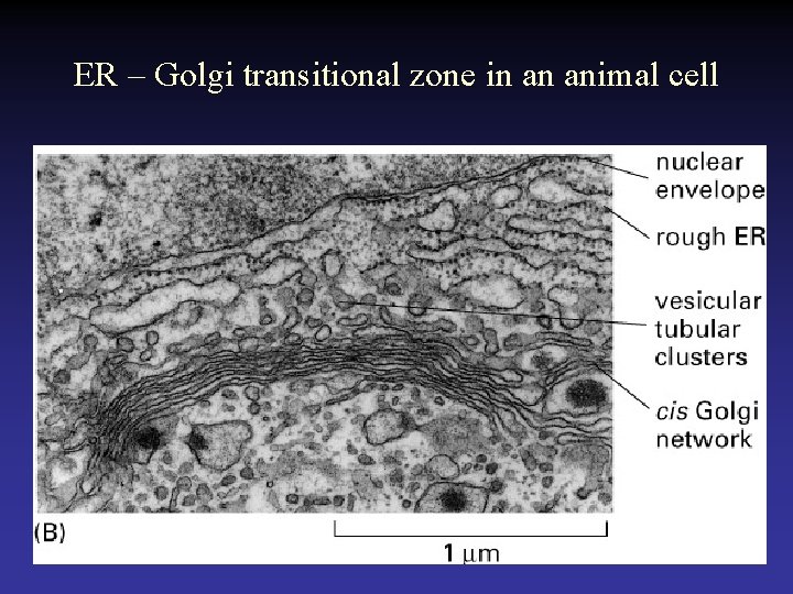 ER – Golgi transitional zone in an animal cell 