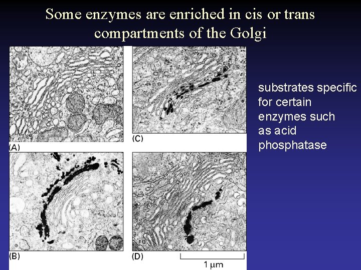 Some enzymes are enriched in cis or trans compartments of the Golgi substrates specific