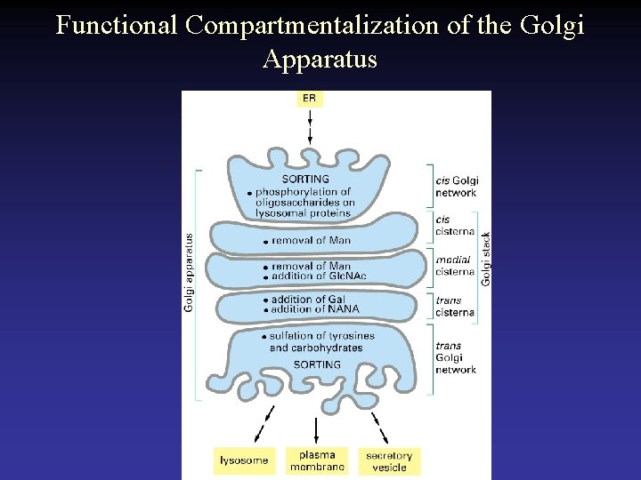 Functional Compartmentalization of the Golgi Apparatus 
