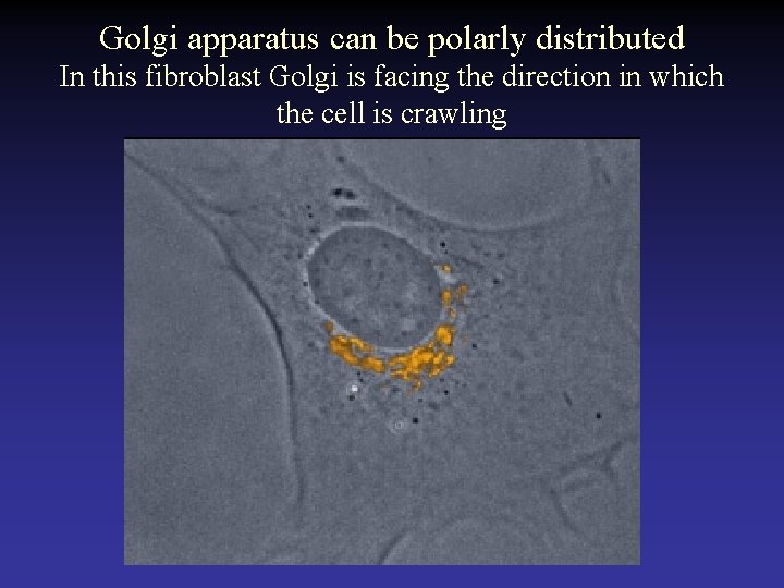Golgi apparatus can be polarly distributed In this fibroblast Golgi is facing the direction