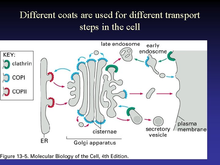 Different coats are used for different transport steps in the cell 