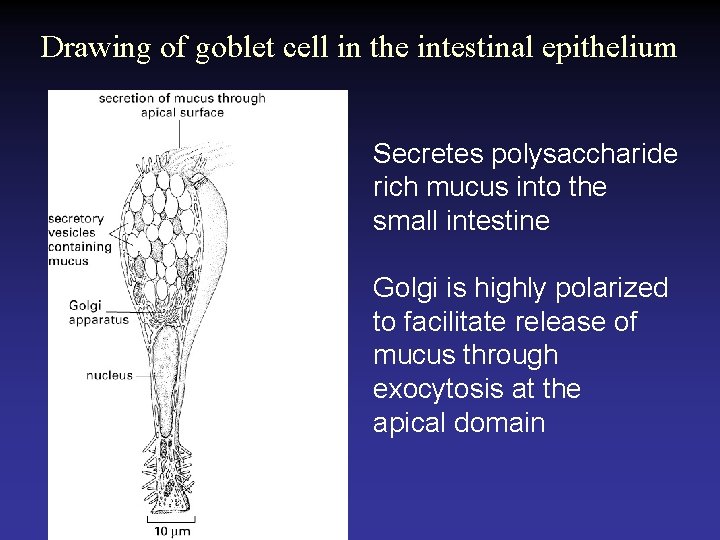 Drawing of goblet cell in the intestinal epithelium Secretes polysaccharide rich mucus into the