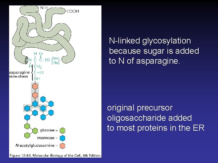 N-linked glycosylation because sugar is added to N of asparagine. original precursor oligosaccharide added