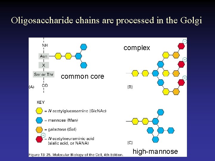 Oligosaccharide chains are processed in the Golgi complex common core high-mannose 