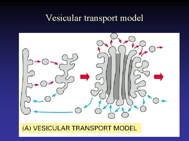 Vesicular transport model 