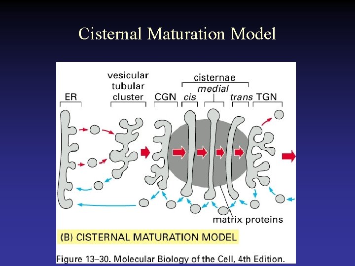 Cisternal Maturation Model 