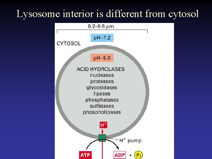 Lysosome interior is different from cytosol 