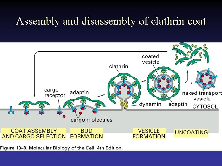 Assembly and disassembly of clathrin coat 