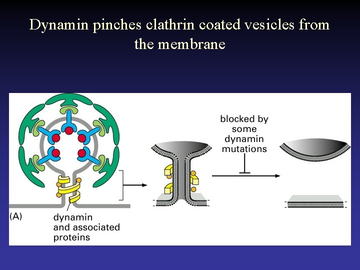 Dynamin pinches clathrin coated vesicles from the membrane 