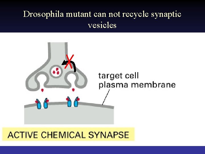 Drosophila mutant can not recycle synaptic vesicles 