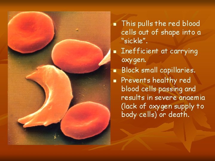 n n This pulls the red blood cells out of shape into a “sickle”.