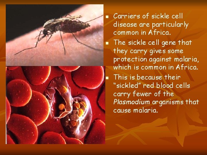 n n n Carriers of sickle cell disease are particularly common in Africa. The
