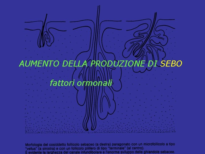 AUMENTO DELLA PRODUZIONE DI SEBO fattori ormonali 