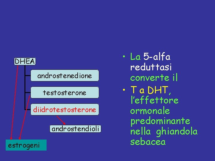 DHEA androstenedione testosterone diidrotestosterone androstendioli estrogeni • La 5 -alfa reduttasi converte il •