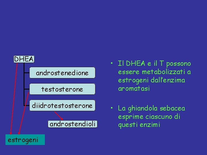 DHEA androstenedione testosterone diidrotestosterone androstendioli estrogeni • Il DHEA e il T possono essere