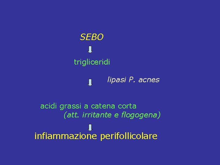  SEBO trigliceridi lipasi P. acnes acidi grassi a catena corta (att. irritante e