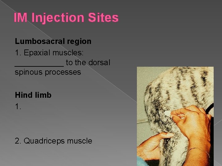 IM Injection Sites Lumbosacral region 1. Epaxial muscles: ______ to the dorsal spinous processes