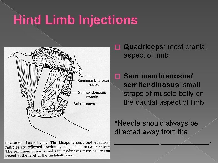 Hind Limb Injections � Quadriceps: most cranial aspect of limb � Semimembranosus/ semitendinosus: small