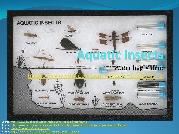 Aquatic Insects Water bug Video: https: //www. youtube. com/watch? v=67 Ziyiy. Jv_Y Source: http: