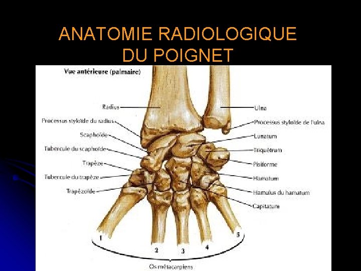 ANATOMIE RADIOLOGIQUE DU POIGNET 