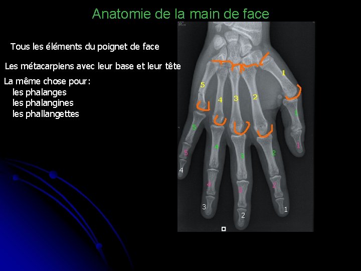 Anatomie de la main de face Tous les éléments du poignet de face Les