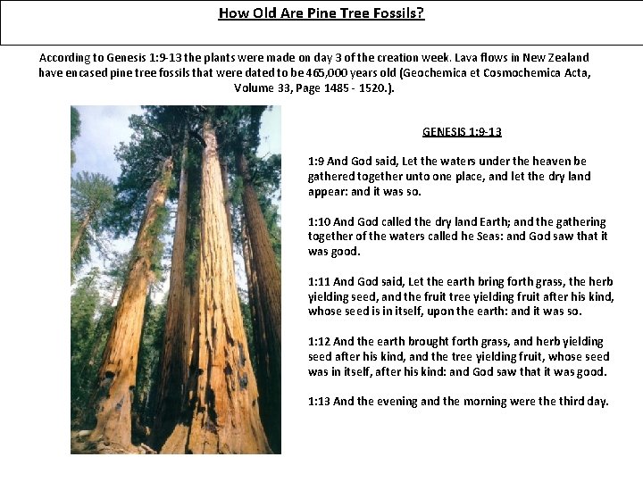 How Old Are Pine Tree Fossils? According to Genesis 1: 9 -13 the plants