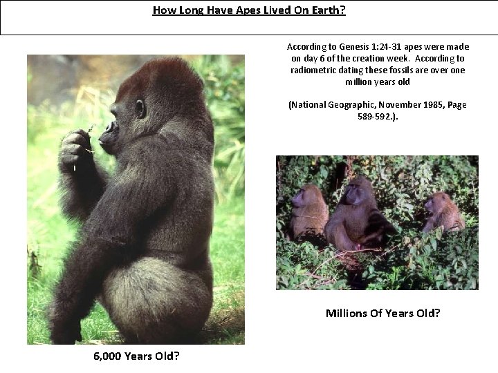 How Long Have Apes Lived On Earth? According to Genesis 1: 24 -31 apes