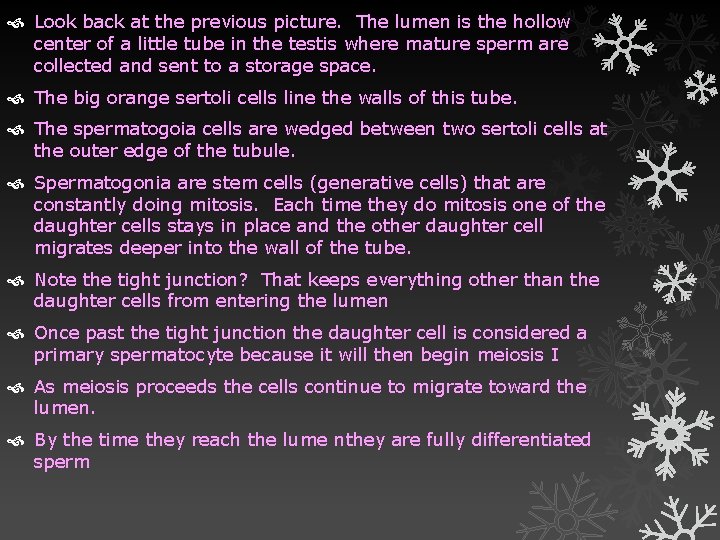  Look back at the previous picture. The lumen is the hollow center of