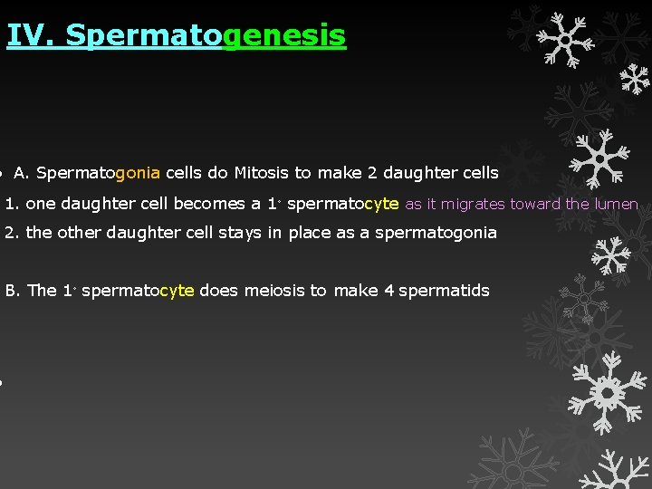  IV. Spermatogenesis A. Spermatogonia cells do Mitosis to make 2 daughter cells 1.
