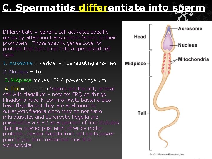 C. Spermatids differentiate into sperm Differentiate = generic cell activates specific genes by attaching