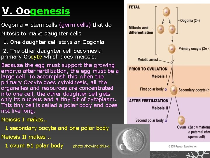 V. Oogenesis Oogonia = stem cells (germ cells) that do Mitosis to make daughter