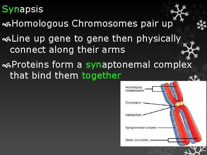 Synapsis Homologous Chromosomes pair up Line up gene to gene then physically connect along