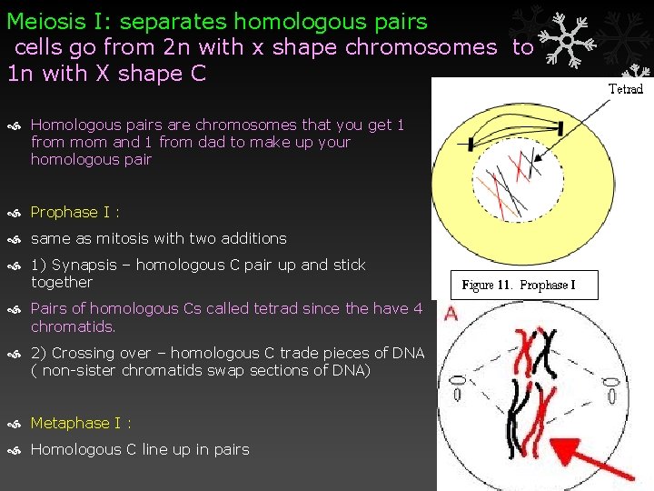 Meiosis I: separates homologous pairs cells go from 2 n with x shape chromosomes