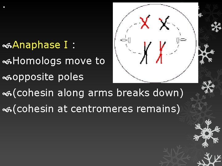 . Anaphase I : Homologs move to opposite poles (cohesin along arms breaks down)