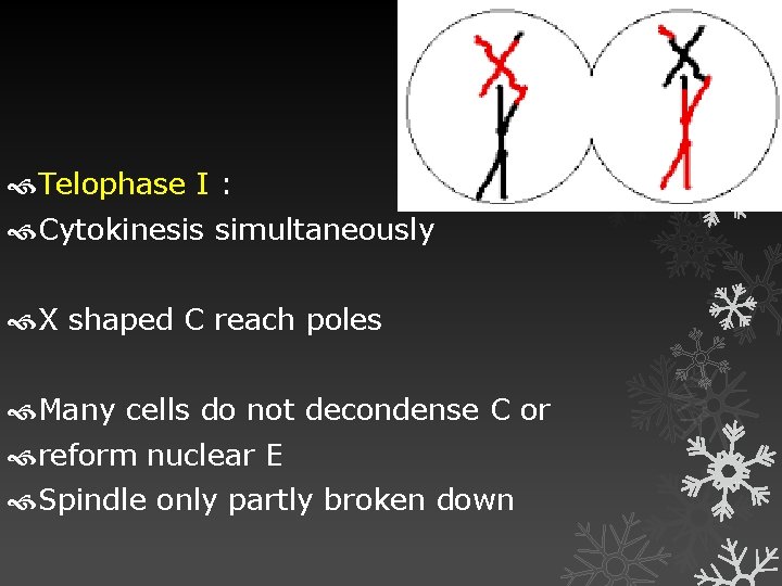 Telophase I : Cytokinesis simultaneously X shaped C reach poles Many cells do
