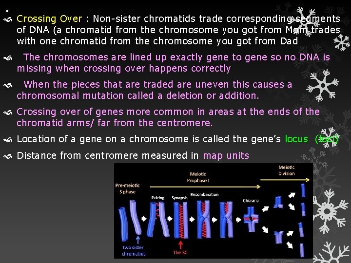 . Crossing Over : Non-sister chromatids trade corresponding segments of DNA (a chromatid from