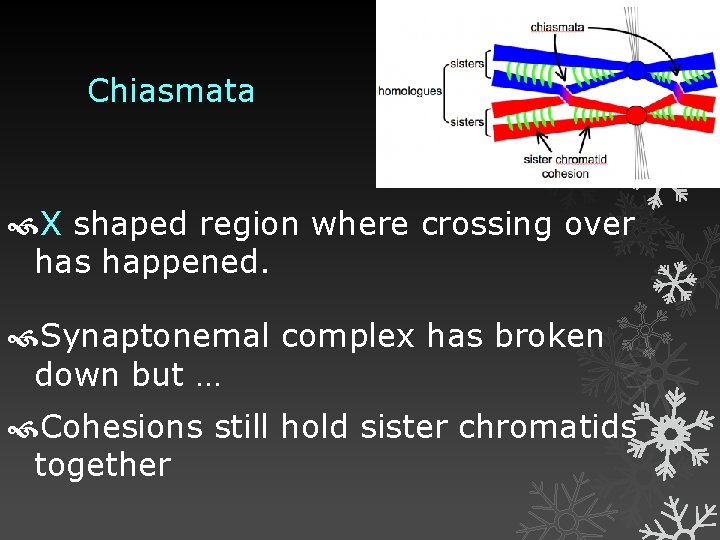 Chiasmata X shaped region where crossing over has happened. Synaptonemal complex has broken down