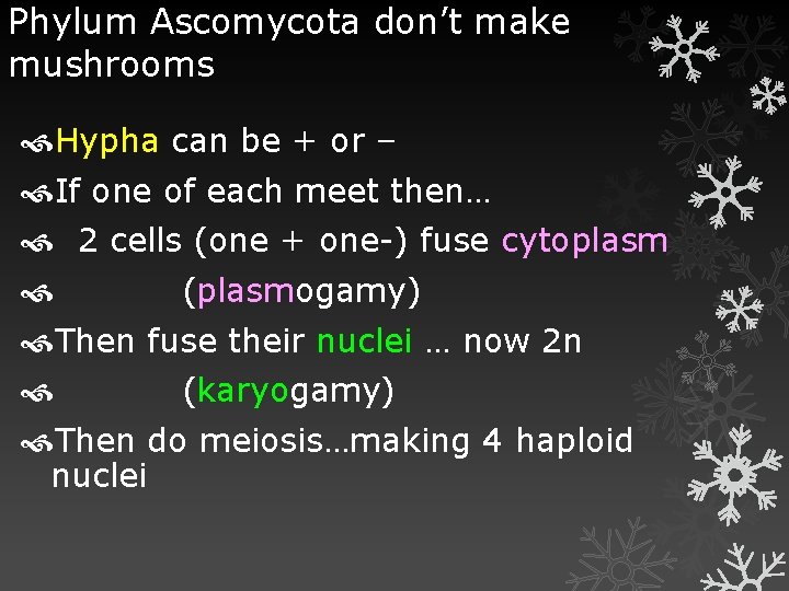Phylum Ascomycota don’t make mushrooms Hypha can be + or – If one of