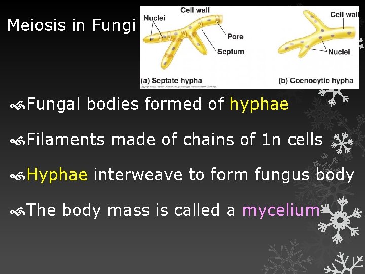 Meiosis in Fungi Fungal bodies formed of hyphae Filaments made of chains of 1