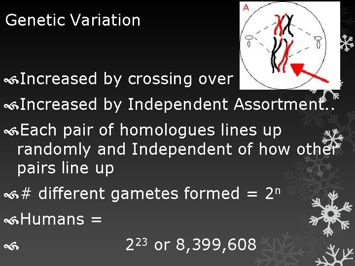 Genetic Variation Increased by crossing over Increased by Independent Assortment. . Each pair of